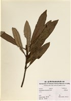 藏品(臺灣杜鵑)的圖片